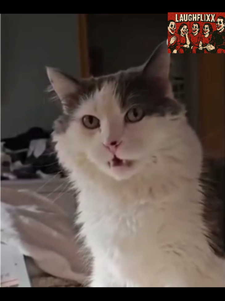 When curiosity goes way too far… 🐈💀 #PetTok #AnimalMemes  #fypシ゚#ViralCats  #MeowTok #CatProblems #FurryFriends #CatsBeingWeird