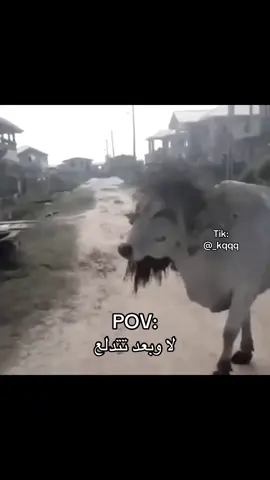 هههههههه😂😂، خذلكّ لفهّ علىّ حسابيّ ياّ دندونّ🫡.#ضحك #joke #السعاودزات🇸🇦 #دعمكم #دعم #اكسبلور #ذبه #كوميدي #هاشتاق #explore #fyp 
