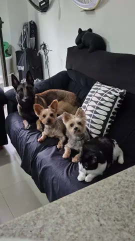 Al final siempre se portan bien, pero me voy con una congoja. #mascotas 