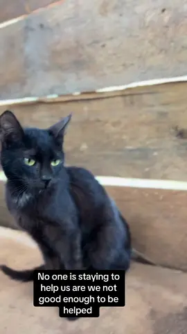 #catsoftiktok #catrescue #Lucy #views #fyp 