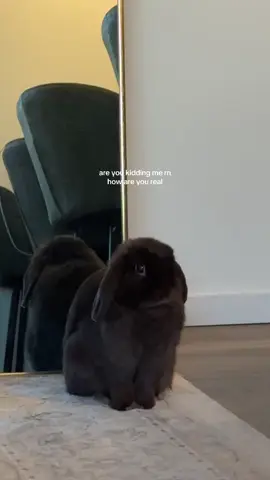 real life stuffed animal 🐰  #bunny #PetsOfTikTok #honeythebunny #hollandlop #bunnies #pets #fyp