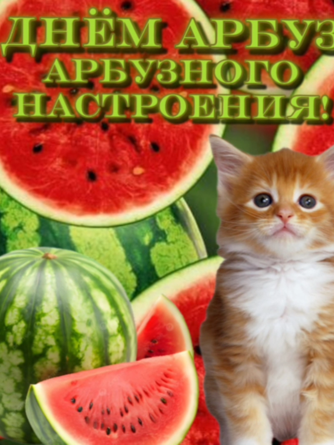 #арбузики #котикиоткрытки #гифкискотиками #котикинакаждыйдень #catsforeveryday #котикимяумяу #деньарбуза 