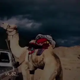 ي لطيف ##ماشاءالله_تبارك_الله_اذكروا_الله #هجن_الشحانيه 