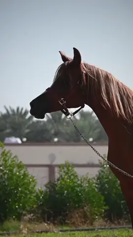 #عاشقة_الخيل🐎❤ #تهل_دموع_عيني_ولمها💔 #محمود_عبوش #تصميم_فيديوهات🎶🎤🎬 #مجرد________ذووووووق🎶🎵💞 #اعادة_النشر🔃 #اكسبلور 