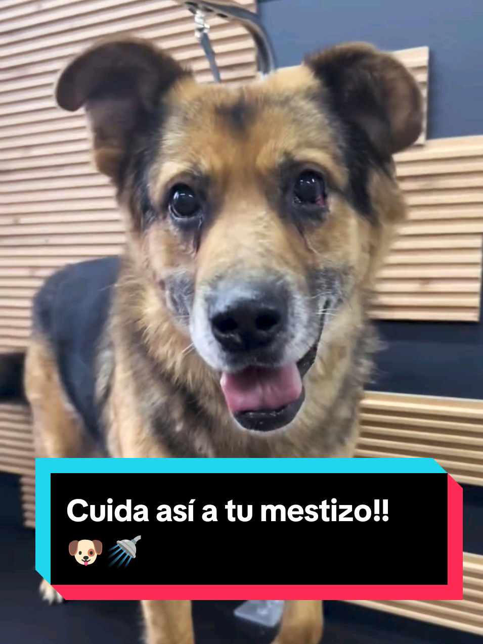 🐶 Quieres asear a tu mestizo y no sabes cómo empezar? ✅ Con las técnicas adecuadas, tú también puedes aprender a bañar, cepillar y dejar a tu perro limpio y feliz 🛁✂️ ✅ En nuestro curso online 💻 aprenderás paso a paso . Comenta CURSO y te doy toda la información 🙂  #DueñosDePerros #CuidaATuPerrito #GroomingEnCasa #CursoPeluqueríaCanina #PeluqueríaParaMascotas #PerrosFelices #AmoAMiPerro #BañoCanino #DogLovers #MascotasLimpias #DogCareLatam #eeuu #cursoonline 