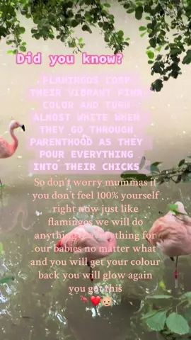 🦩💕 #mumma #flamingo #quote #foryoupage❤️❤️ #fyp 