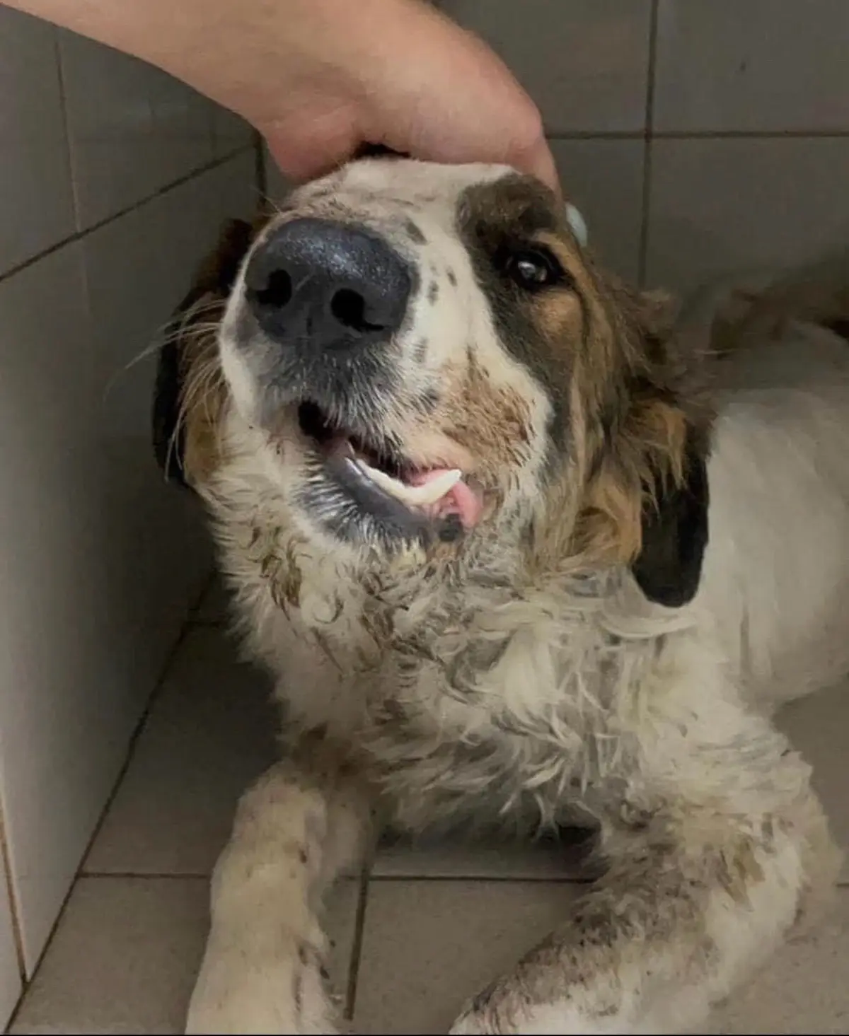 Vegas,a homeless dog,is in severe pain.For years,he survived on scraps from kind neighbors. But after disappearing two weeks ago,he returned with a broken jaw,unable to walk on his paw,and terribly thin.X-rays reveal fractures in his jaw,leg, and pelvis. Local retirees scraped together funds for his initial vet visit, but they can’t cover the costly surgeries he needs.I’m going to support Vegas, and I believe in my God that he’s going to be okay.We hope to fundraise further for his treatments,as the shelter alone can’t manage this extensive care. God has blessed me through POWERBALL LOTTERY and i’m going to show love to the community in anyway i can GOD BLESS.