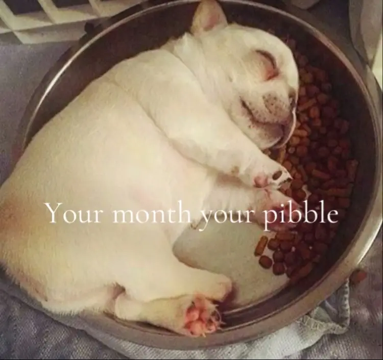 Your month your pibble #pibbles #yourmonthyourpibble #fyp #viral @pibblepan 