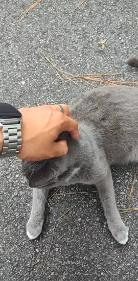 always making new fur friends 🐈