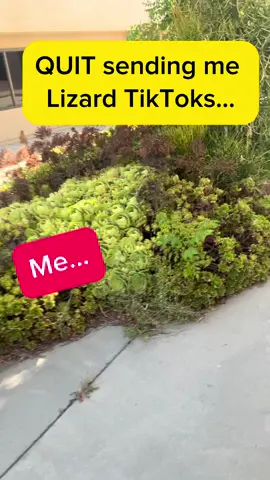 When You Tell Your Friend to Stop, But You Can’t Resist! 😂🦎 Of course, I couldn’t help myself and had to capture a little video of the succulent garden at school! 🌵 It hasn’t been maintained, and while delivering special supplies today, I spotted about four lizards darting into the shrubbery. I just can’t resist these little guys! 🦎💚 Enjoy the cuteness! #Meme #MemeCut  #fyp #lizard #meme #pov  #POV  #funny  #trending 