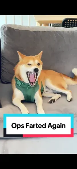 Opa I farted again 🤣 #shibainu #dog #puppy #viraltiktok 