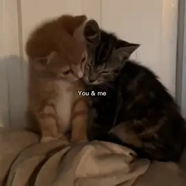 us #loveyou #cat #phrases #fyp 