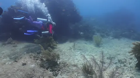 #scuba #peaceful #hobby 