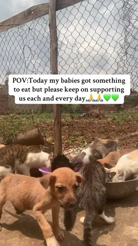 lives. Let's join together to ensure these adorable souls have hope from you. We appreciate your consideration and support. Link in  bio.#donatetosavelives #DonateToSave #shelterdogs #help 
