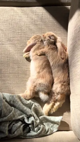 PSA: Flopping has commenced. Prolonged exposure to this video may result in excessive “awww”ing, spontaneous smiling, and the urgent need to text your friends “LOOK,” followed by ineffective attempts to resume your day. • • • • #cutebunny #bunnyflop #bunnies #minilop #happypets 