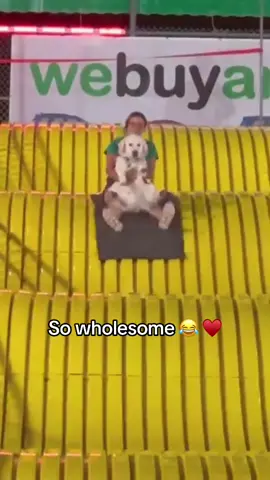 Awe 🥹 (via charmin.the.golden/IG) #dog #slide