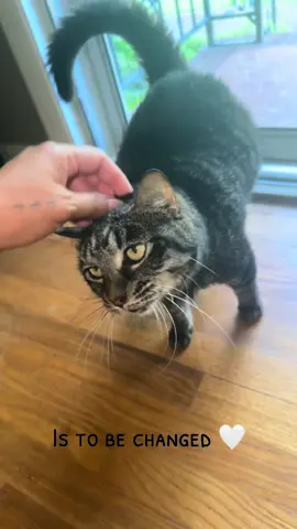 A little Tipsy update✨ #tobeloved #cat #catsoftiktok #cats #catlover #cattok #fyp 