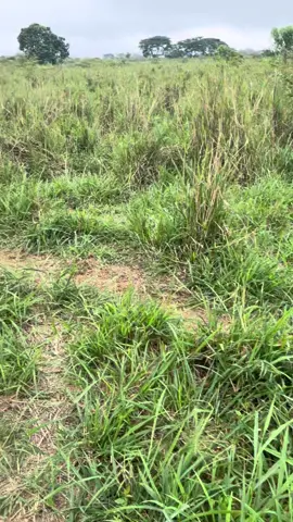 Hacienda Don Manuel 🇪🇨 Calidad por excelencia 💪