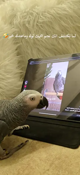 #كاسكو #ببغاء_متكلم #ببغاء #foryou #الشعب_الصيني_ماله_حل😂😂 #تربية_طيور #parrot #مضحك #تبارك_الله_احسن_الخالقين #اكسبلور #fypシ゚ #تريند 