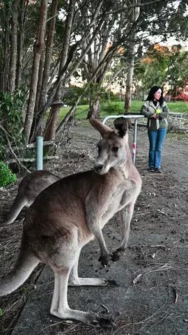 Nature’s Soundtrack #wildlifeencounters #wildlife #kangaroo #parrots #australia #neighborhood #tiktokaustralia #kangarootok #cuteanimals #onlyinaustralia #naturetherapy #meanwhileinaustralia #babykangaroo #joey 