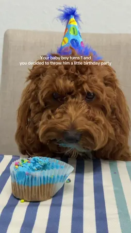 Happy birthday to the sweetest, well behaved dog. I’m so lucky to have you🥺🩵 #goldendoodle #goldenretrieverpuppy #goldendoodlebirthday #goldendoodlemom #goldendoodlelife #goldendoodlethings #goldendoodlemommy 