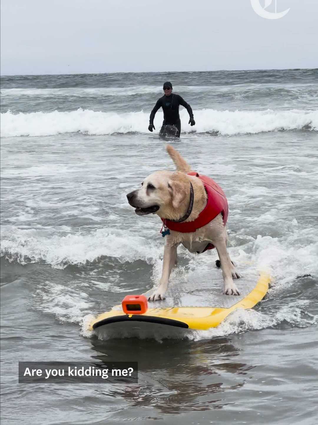 More than a dozen canines competed before thousands of spectators Saturday in Pacifica’s annual World Dog Surfing Championships.