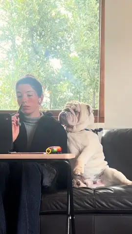 Tengo asistente personal 🥰 #bulldog #bulldogingles #englishbulldog #homeoffice #trabajoremoto #fyp #fypシ゚ #parat