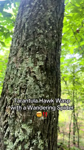 Nature is phenomenal, always seen them on tv, never in person🤯‼️#fyp #nature #tarantulahawk 