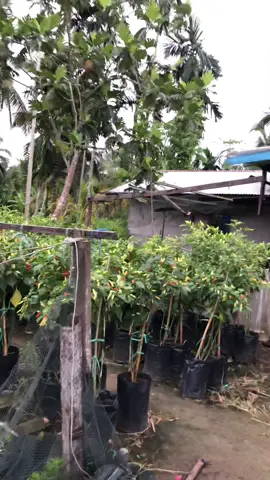 Menyala cabe Di Polibag Ori 212 Lebat dan Subur 🌶🌶🔥🔥 Wa saja yg mau ikut bimbingan 081210813285 #cabedipolibag #caberawitori212auraseed #tanamcabedipolibag 