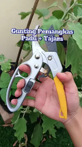 Gunting pemangkas padu #guntingpemangkas #pruning #pangkasdahan 