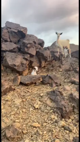ماشاءالله#