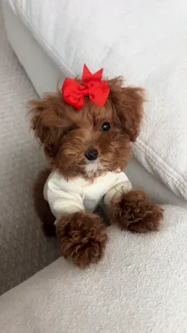 Gia Bella 🧡 #dogsoftiktok #dog #puppy #viralvideo #viral 