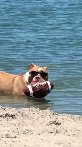 🐾 Touchdown at Ocean Beach Dog Beach! Sunglasses on, football in mouth, and full swagger mode activated 🏈😎 This pup just won the MVP of San Diego’s most iconic dog beach. Only in OB! 🌊🐶 #OceanBeachDogBeach #SanDiegoDogs #DogBeachVibes #OBLife