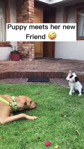 Dog meets new friend for the first time 🤪