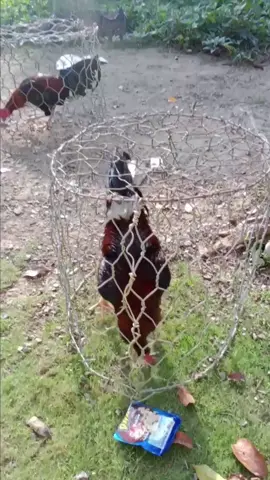 merah merah#salamkakikiri #hobyayam🔥 #ayamfilipin🇵🇭 #fyppppppppppppppppppppppp #fyp 