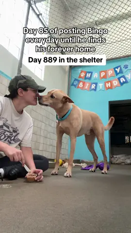 I’ll take any chance I get to spoil this boy. He is truly one of a kind🥰🥹 Located in Boca Raton FL @TriCounty Animal Rescue  #adoptdontshop #rescuedog #shelterdog #adoptme #dogsoftiktok #adopt #EmptyTheShelters #LocalShelter #DogLover #fyp #floridarescuedogs #RescueDogs #floridadog #AnimalRescue #mansbestfriend #bestdog #needsahome #labmix #labmixesoftiktok #shepardmix #dogloversoftiktok #savehim #delraybeach #bocaraton #boyntonbeach #westpalmbeach #florida #southflorida #southeastflorida #jupiterflorida #palmbeachcounty #palmbeach #wellington #hobesound #okeechobee #pleaserescueme #Hiking #adventure #hikingdog #dogsoftiktok #adventuredog #nature #doglife #foreverhome #inneed #palmbeachflorida #dogsarefamily #dogmom #dogtok #DogTraining #highlandbeachfl #stuartflorida #tampaflorida #stpetersburg #stpetersburgflorida #ocalaflorida #farmlife #farmtok #farmdog #floridadogs #orlandoflorida #verobeach #portstlucie #lakeworth #tampa #melbourne #melbourneflorida #jacksonville #jacksonvilleflorida #lakeland #bradentonflorida #clearwaterbeach #clearwaterflorida #gainsville #gainsvillefloridafortpierce #ocala #okeechobee #orlando #germanshepherd #germanshepherdsoftiktok #germanshepherds #germanshepardmix #germanshepardlovers #shepardmix 