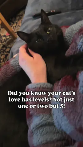 The levels of a cat’s love. 🥹 #cat #fyp #cats #kitty #catlover 