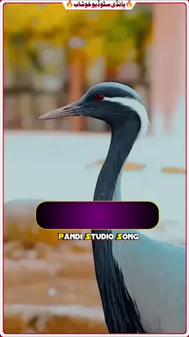 Malik Asif ty Shani Bhai | Singer Azhar Khushbi #song #sariki #pandistudio #khushb @Malik Asif Pandi 