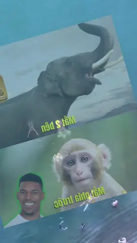 #meme #memes #funnyvideos #haihuocvuinhon #xuhuong 