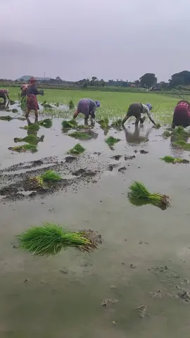 #လှပျိုဖြူးများအဖွဲချစ်တဲစိတ်နဲကည်ပေကြပါနော်