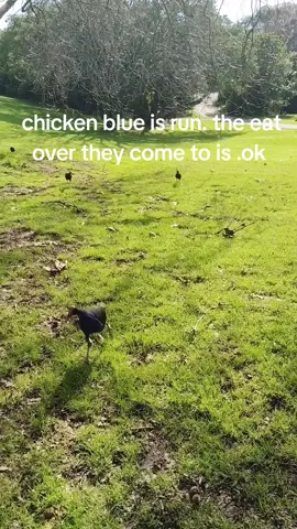 chicken blue. I love .ok #ok #chicken #blue #Love #run #eat #pukeko #swamphen #pigeon #bird #birds #damn #damnation #freaky #foot #guys #freakyfootguy #fyp #viral #foryou #foryoupage #newzealand #wildlife 