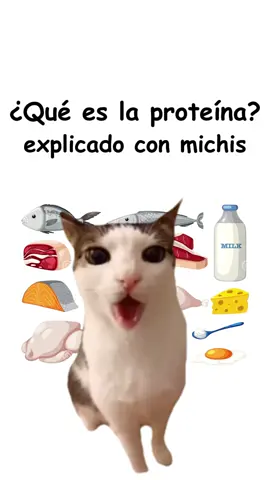 Qué es la proteína explicado por michis 