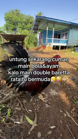 #fypage #ayamphilipin🇵🇭 #ruleshttps #jagoancs🥵🤙 #comebackff #kakigetar🐓 