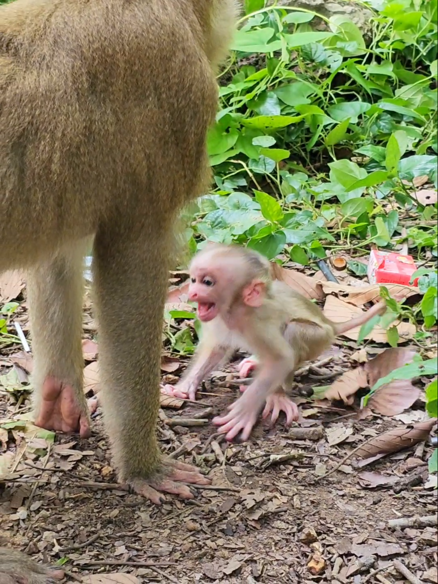 Why Mom help me  #funnymonkey #babymonkey #poormonkey #funnyanimals 