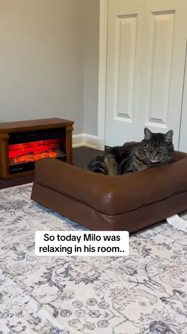 I cannot believe he did this 😂 #foryou #foryoupage #lol #comedy #viral #cats #catsoftiktok 