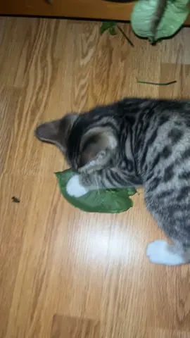 #spinach#evilkitty#someoneadopthim#whowantshim 