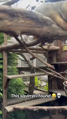 MEGA CHONK 💀 @Barstool Outdoors (via:@jody) 