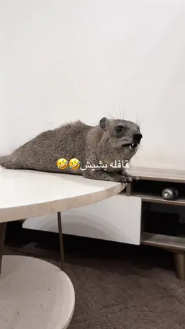 #صقر #اذكروا_الله #وبر 