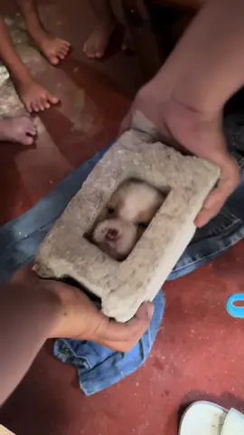 bat kasi sumuksok ka diyan?😭 no#fypシ #puppy #animals #viral #cutie #animalsoftiktok #dogsoftiktok #doglife #boostmypost #ruffday #blockhead #pawpatrol #pawsomerescue 
