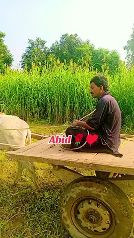 #hadali #chachu #malik #malik 